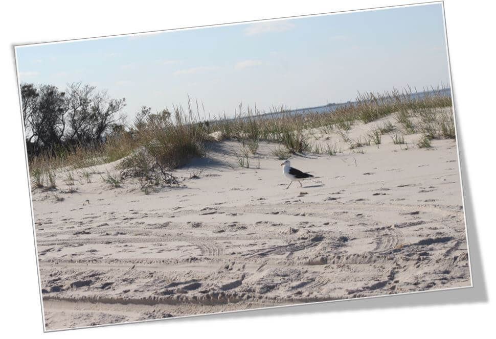 Buyers Long Beach Island NJ Real Estate | LBI Real Estate Market Buyer | Long Beach Island New Jersey